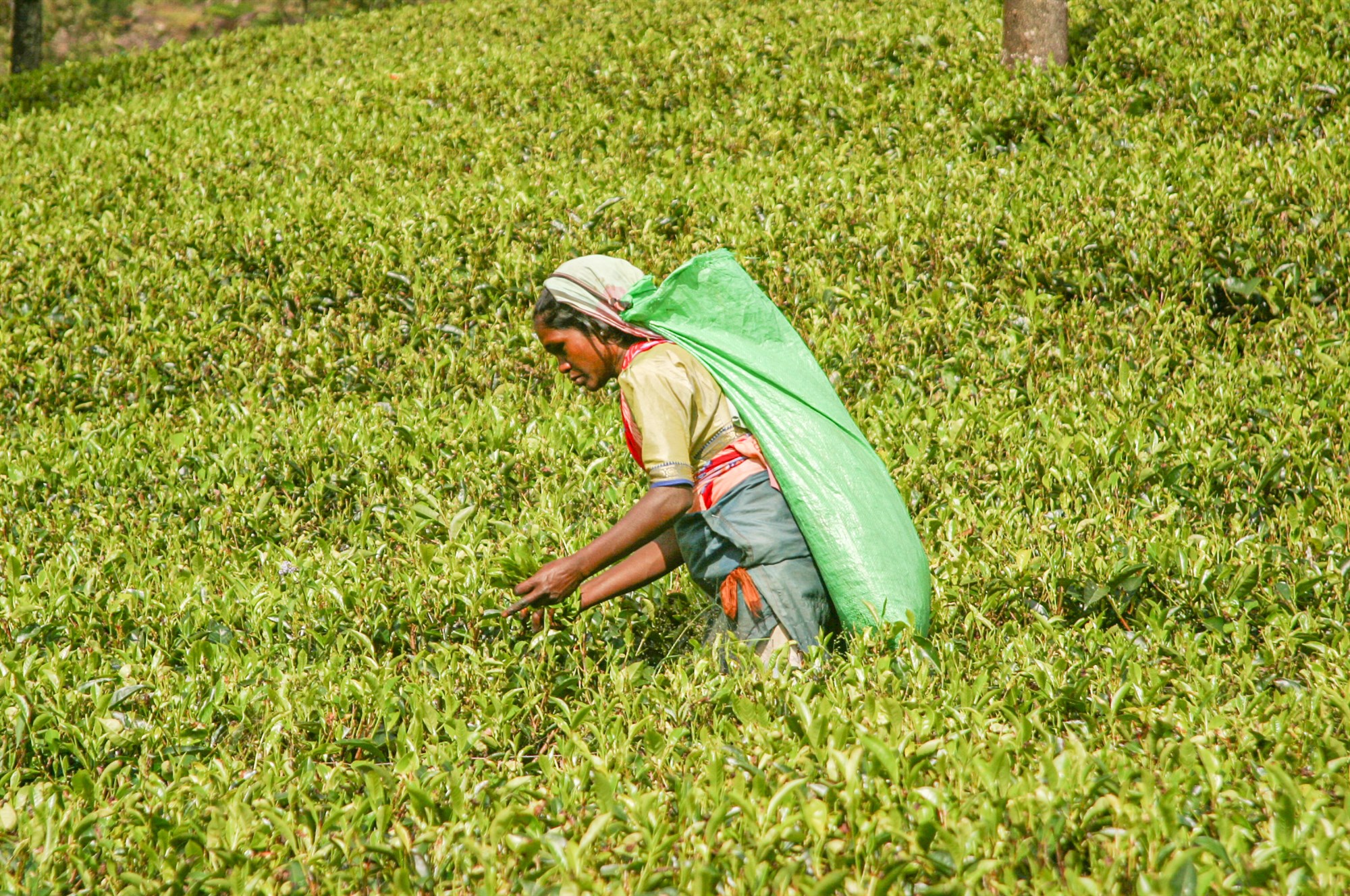 Lífræna byltingin sem er að éta börnin sín