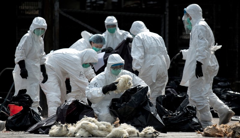 Alvarleg tilfelli af fugla- flensu á Bretlandseyjum