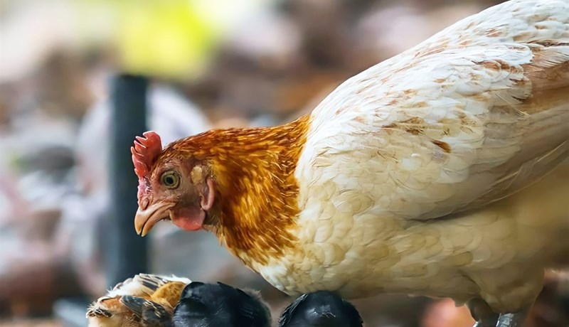 Hernaður eggjaframleiðenda í UK