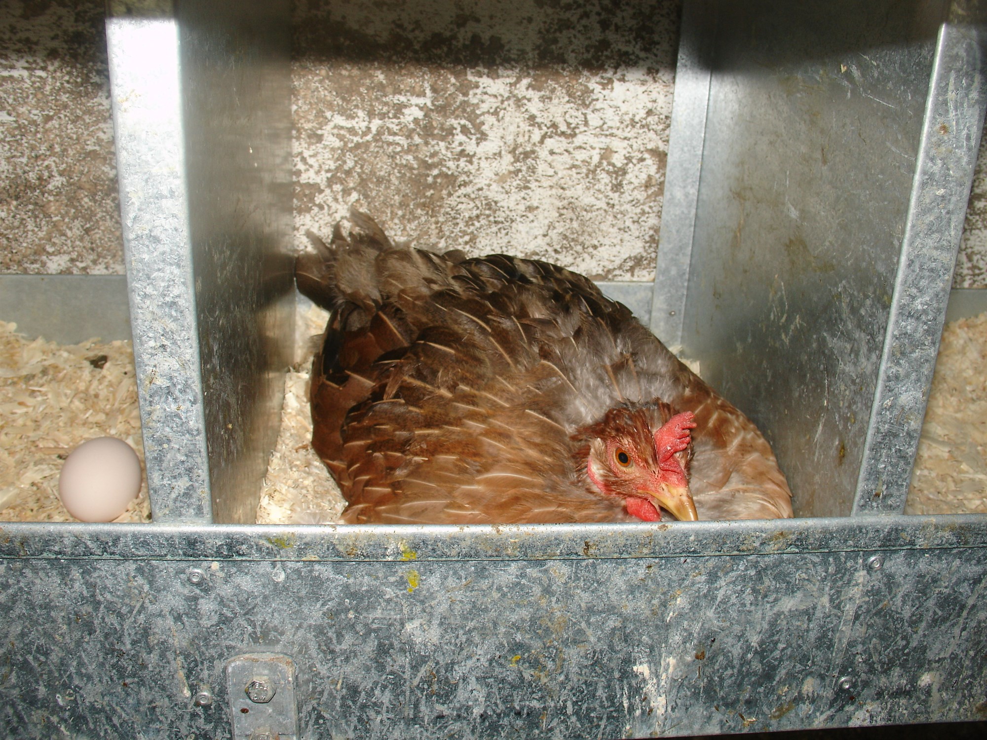 Stjörnuegg á Kjalarnesi fjölgar varpfuglum úr 50 þúsund í 95 þúsund