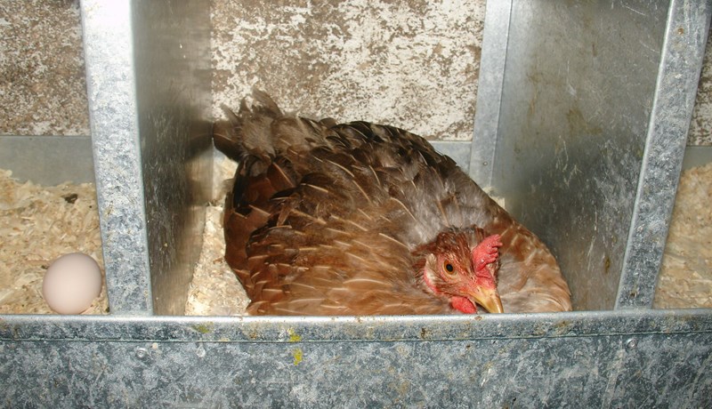 Stjörnuegg á Kjalarnesi fjölgar varpfuglum úr 50 þúsund í 95 þúsund