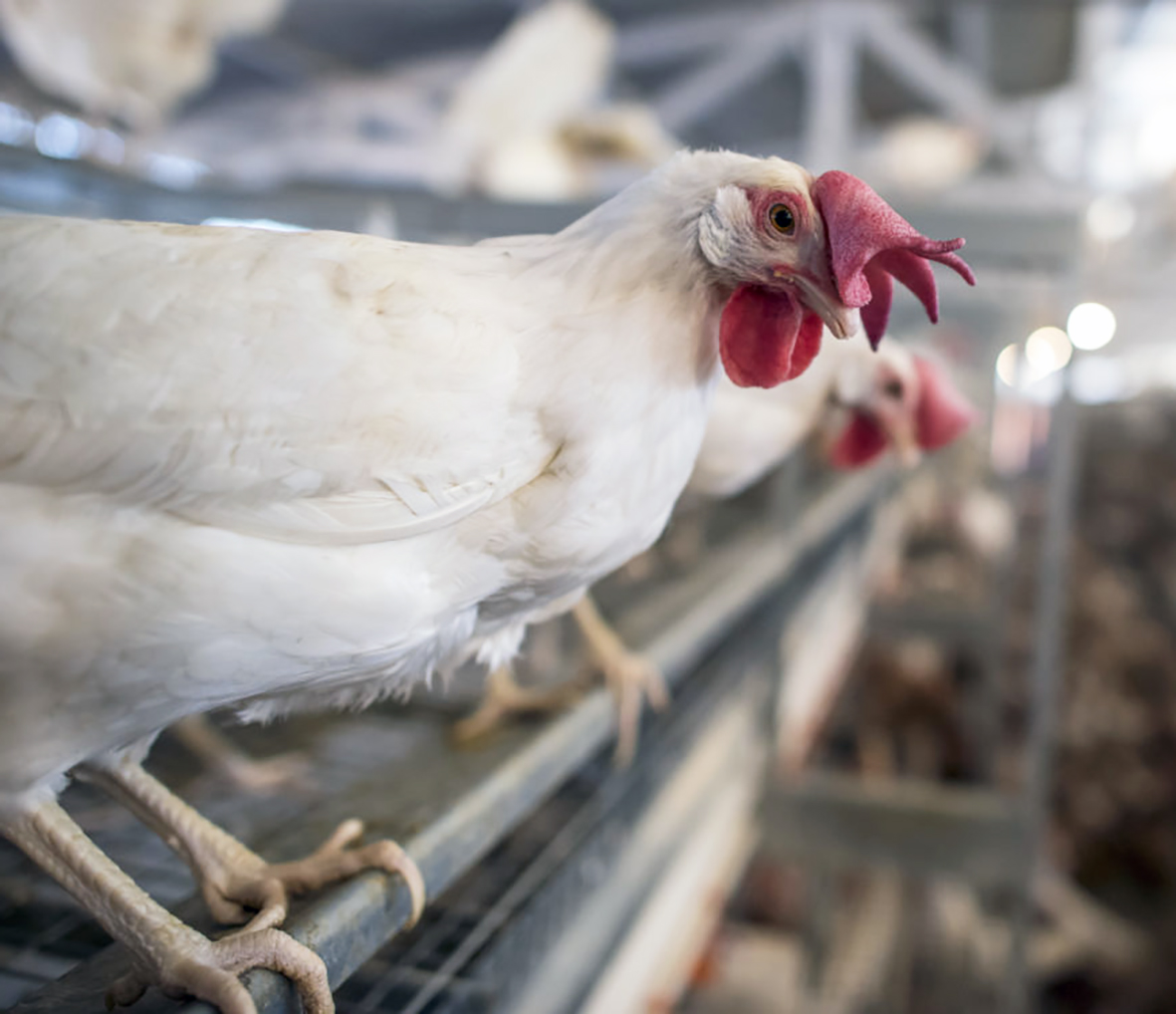 Alvarlegur „kannibalismi“ í varphænum í Noregi