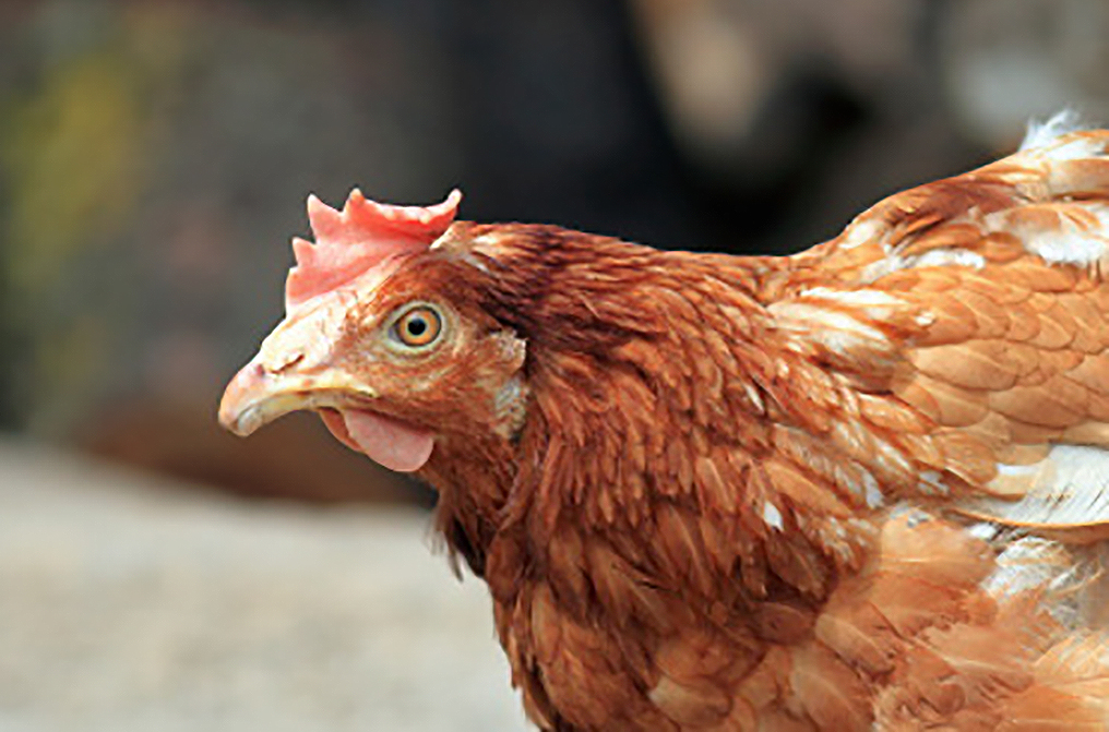 Fréttatilkynningin frá Dýralæknafélagi Íslands og BHM