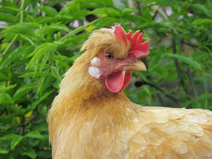 Eigendum hænsna skylt að halda þeim inni