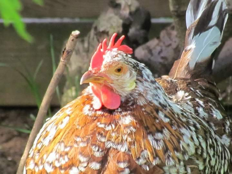 Fær ekki innflutningsleyfi fyrir tvo hænsnastofna
