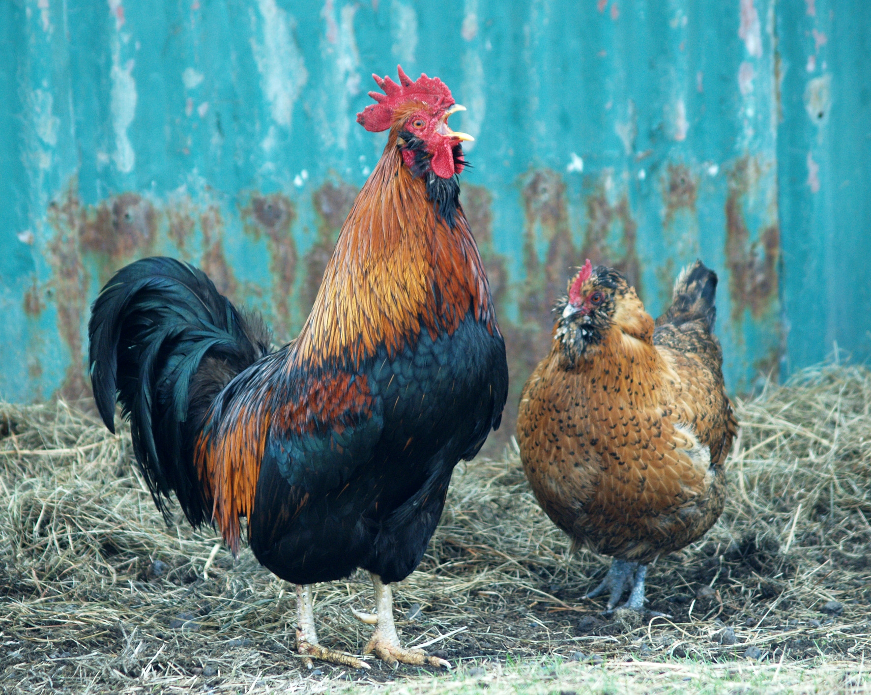 Smitvarnir áréttaðar