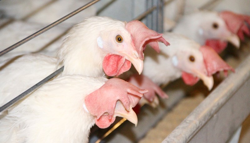 Umræða um egg frá búrhænum á villigötum