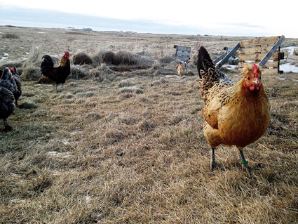 Milljónir búfjár drepast áður en þau eru send í sláturhús