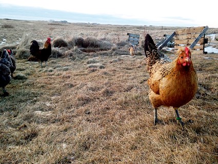 Milljónir búfjár drepast áður en þau eru send í sláturhús