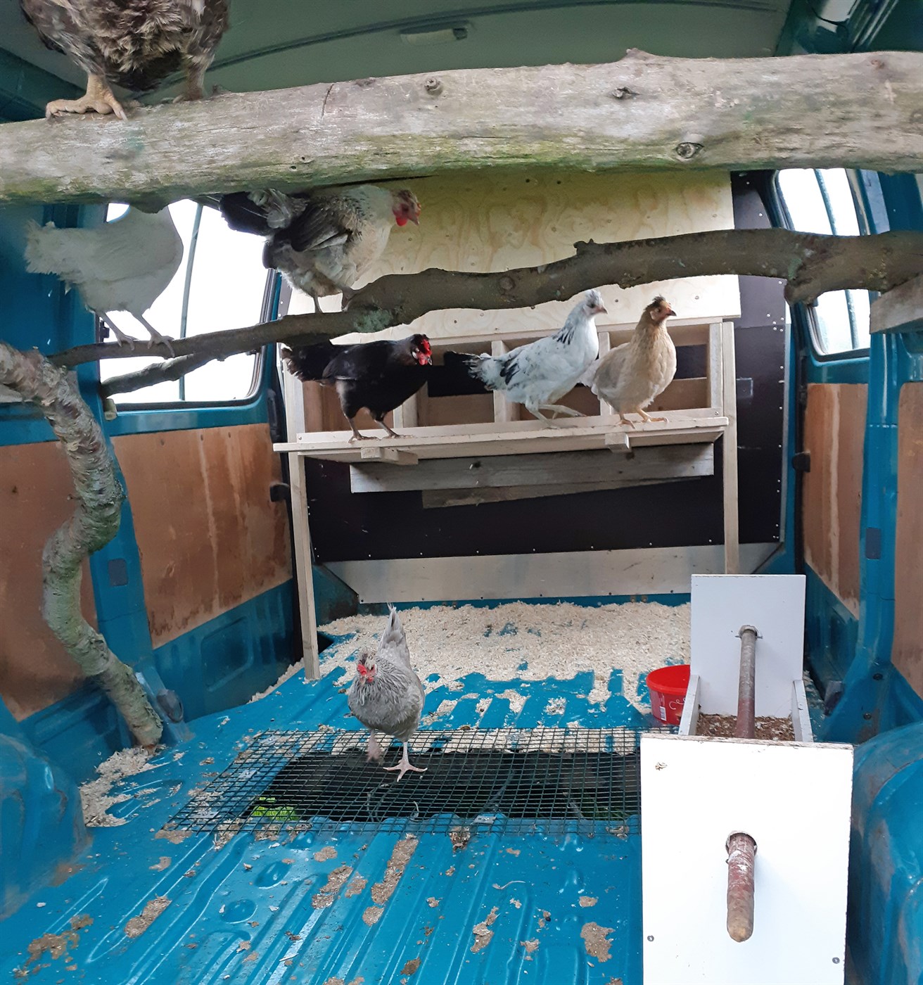 Hænur í húsbíl á Tyrfingsstöðum