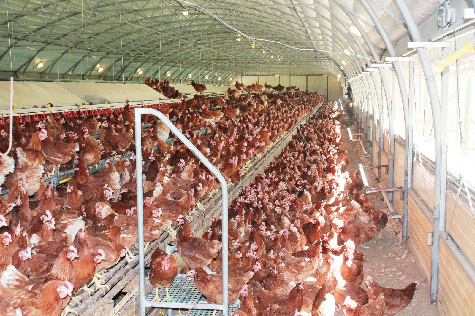 Ný drög að reglugerð um velferð alifugla eru harðlega gagnrýnd