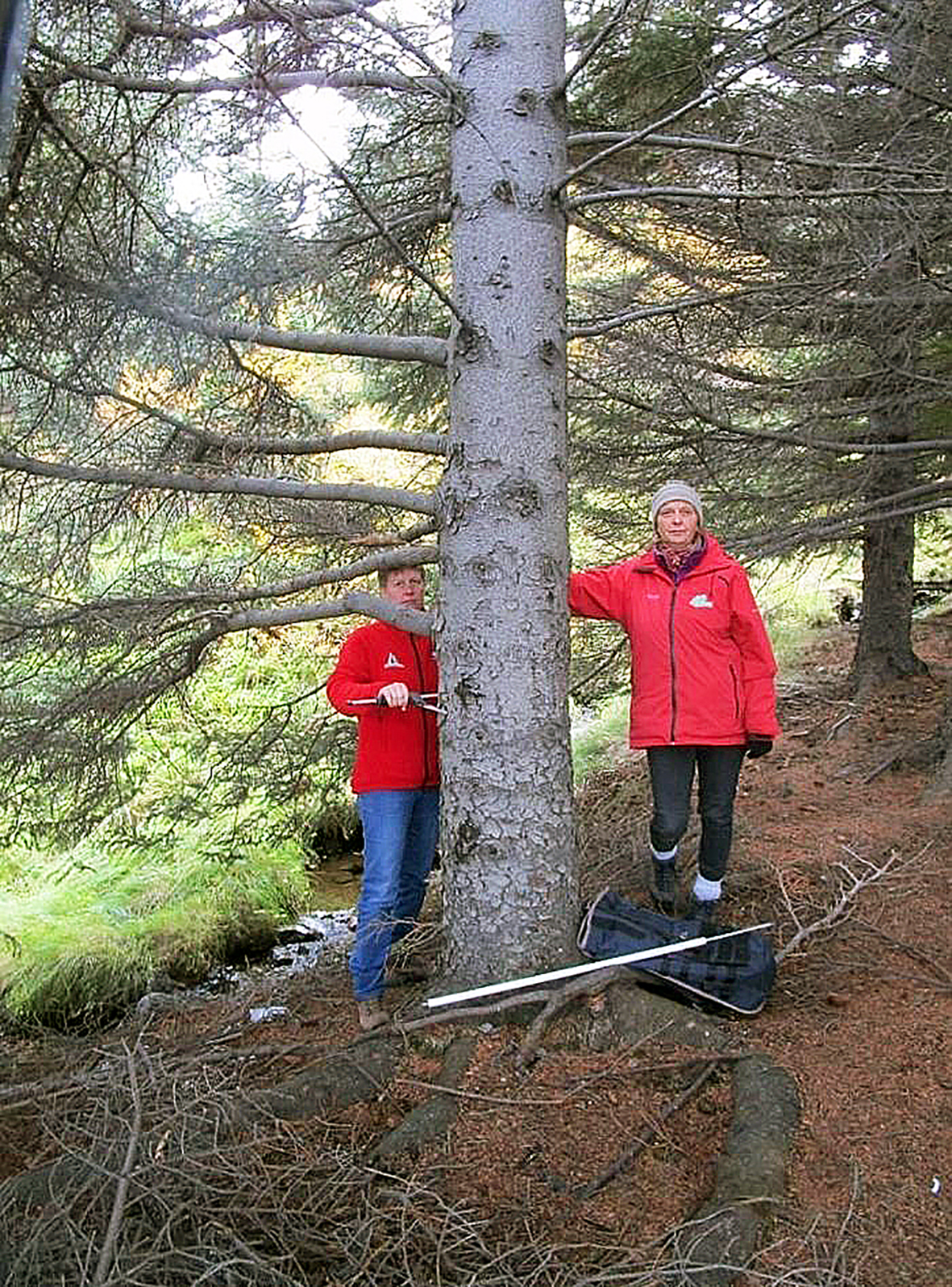 Æsispennandi kappvöxtur alaskaaspar og sitkagrenis á Vestfjörðum