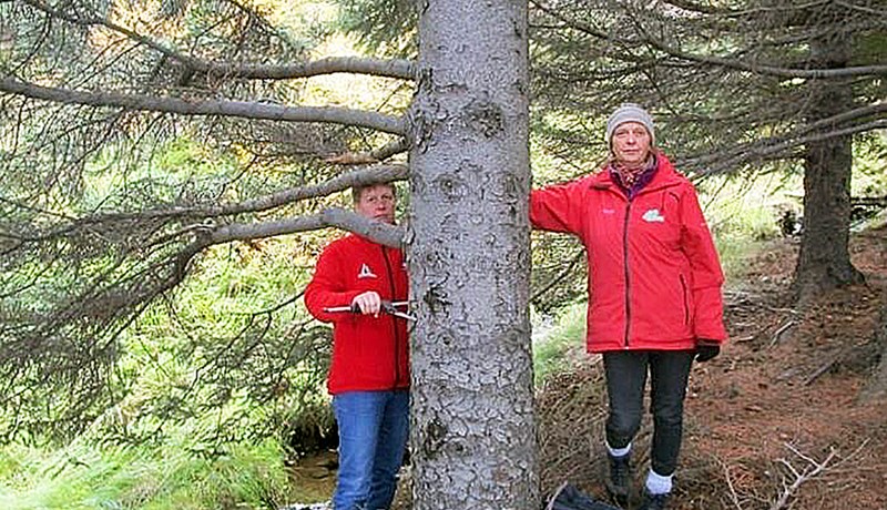 Æsispennandi kappvöxtur alaskaaspar og sitkagrenis á Vestfjörðum