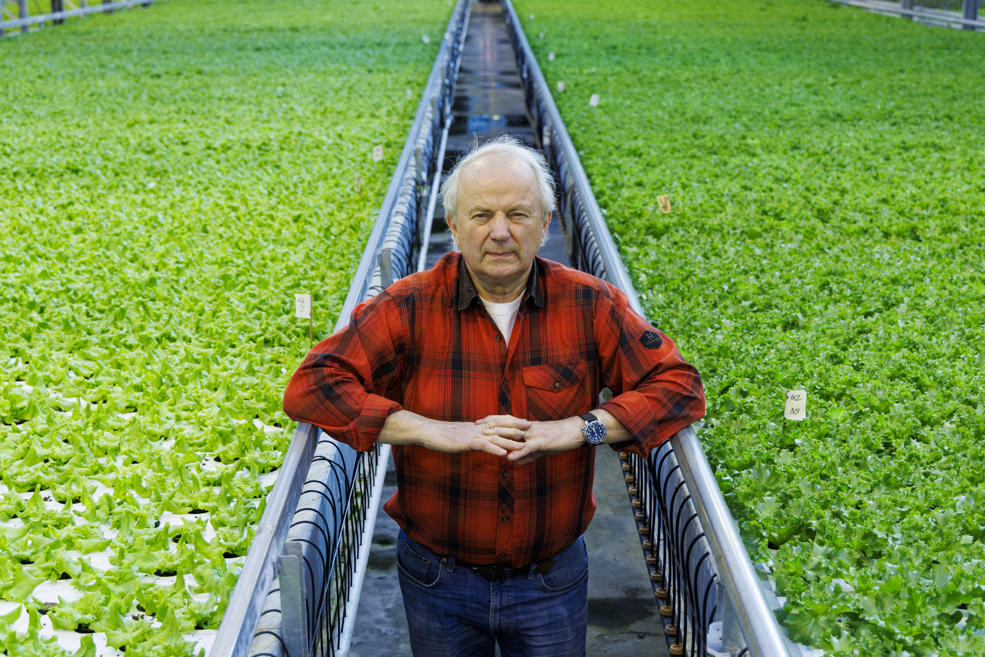 Stórtækur búskapur í Reykjavík