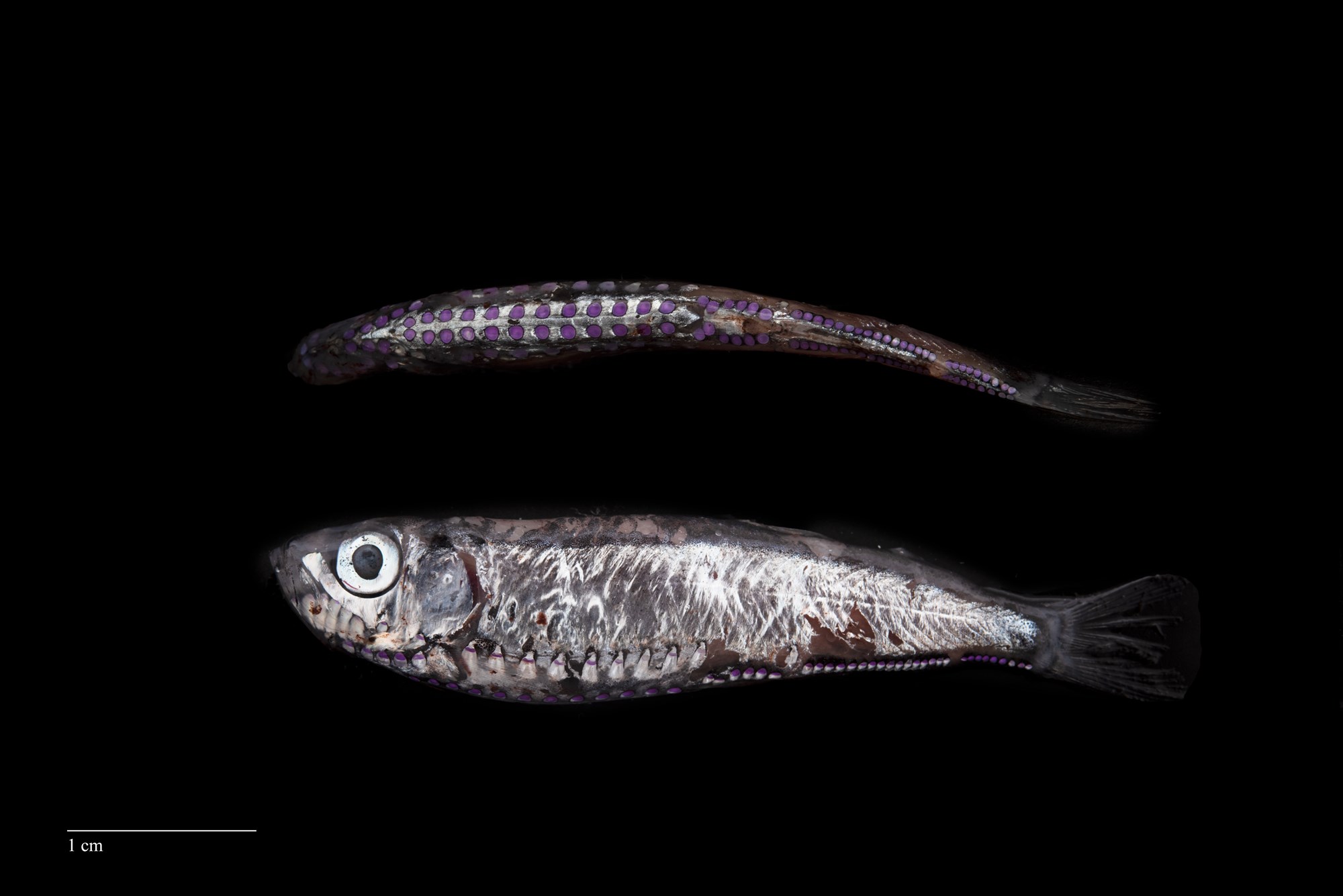 Ekki er allt gull sem glóir