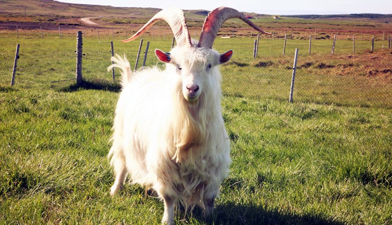 Hugsjón og fjölbreyttir möguleikar