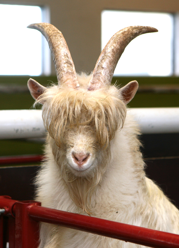 Starfshópur skilar tillögum um hvernig efla megi íslenska geitfjárstofninn