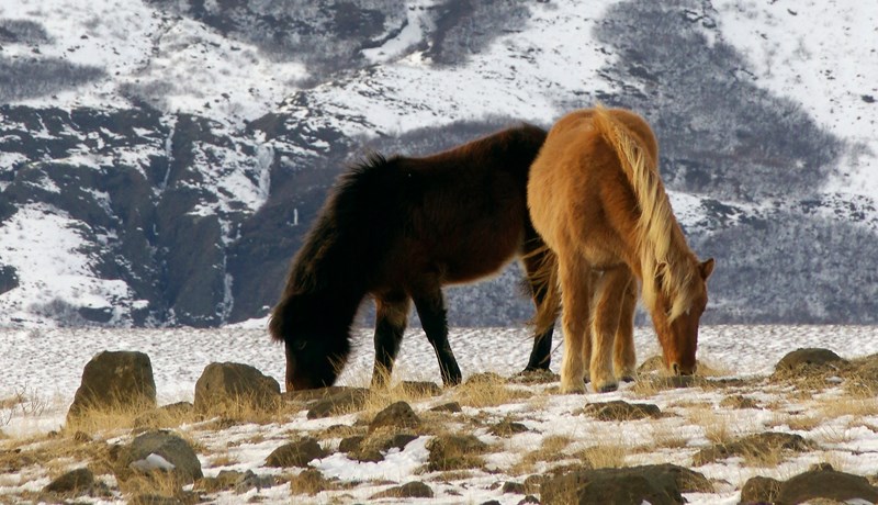 Tæplega 50 aðilar taka þátt í Hagagæðum