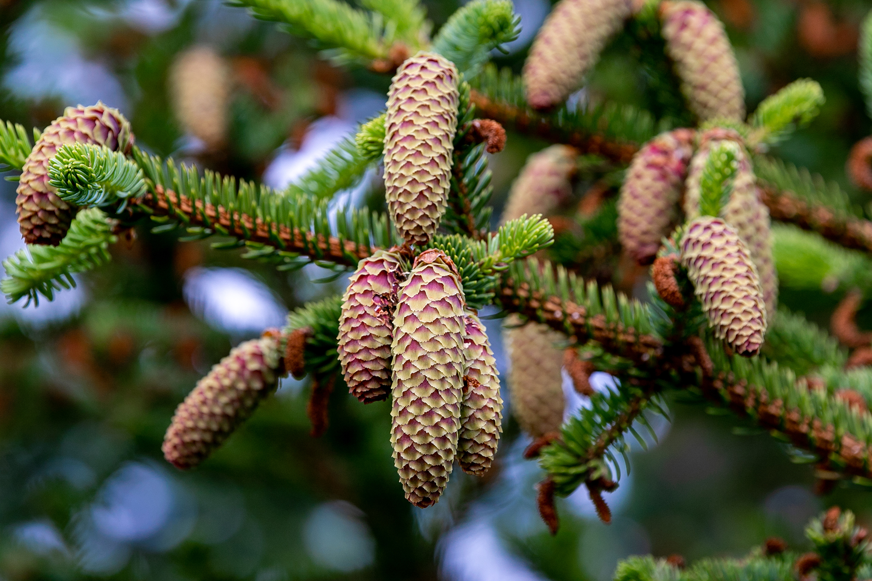 Sitkagreni (Picea sitchensis)