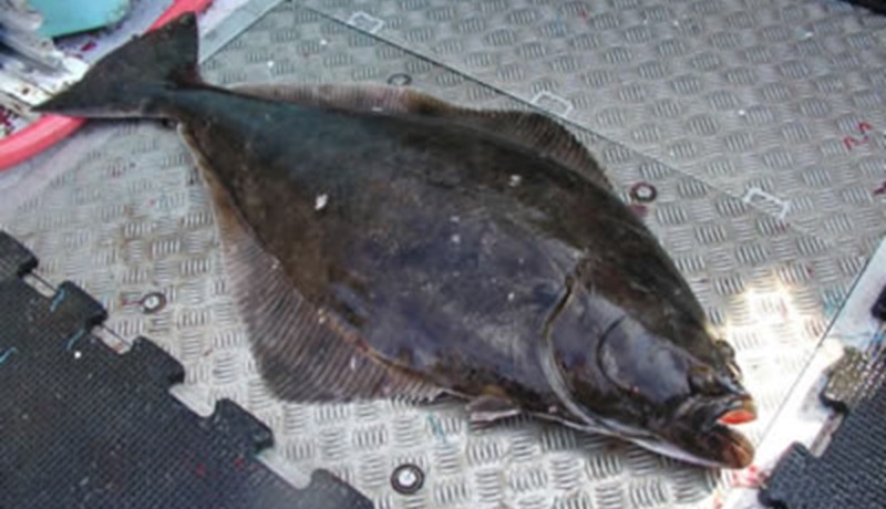 Fiskur sem ekki má veiða