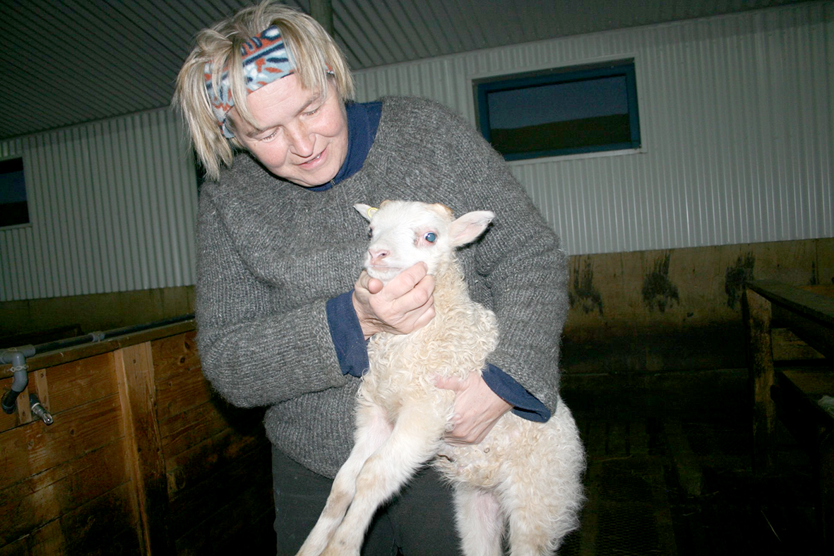 Hvaða sæðingarhrúta valdir þú og af hverju?