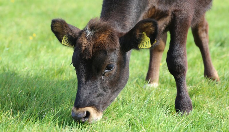 Aukum kvígusæðingar – bætum árangur