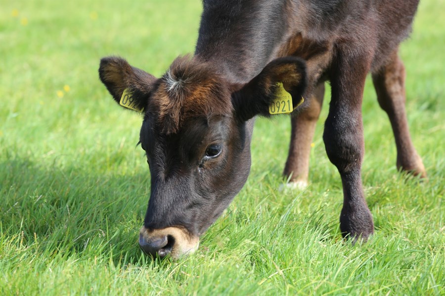 Eftirfarandi upplýsingar eru hugsaðar sem hvatning og gagnlegar upplýsingar, til þeirra sem sjá möguleika á að hefja eða auka sæðingar á kvígum.