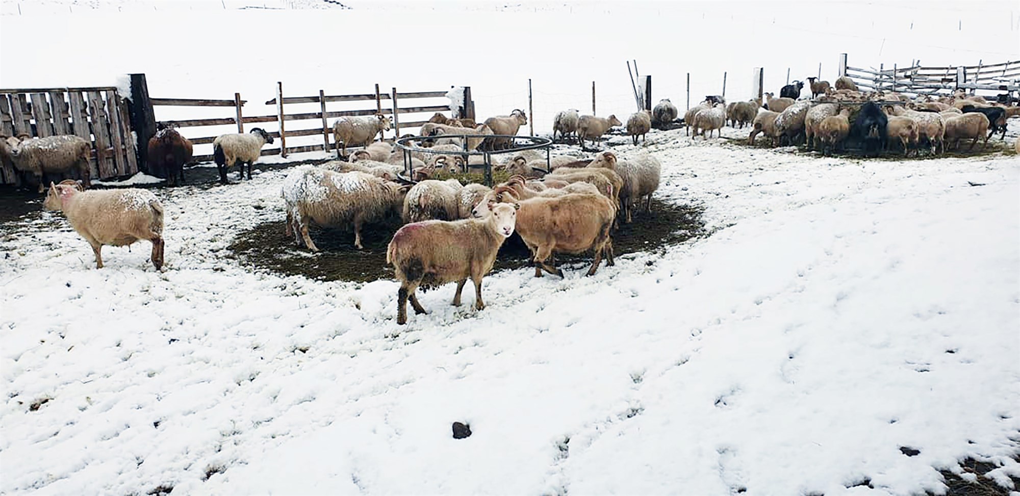 Kuldatíð setur mark sitt á sauðburðinn norðan heiða