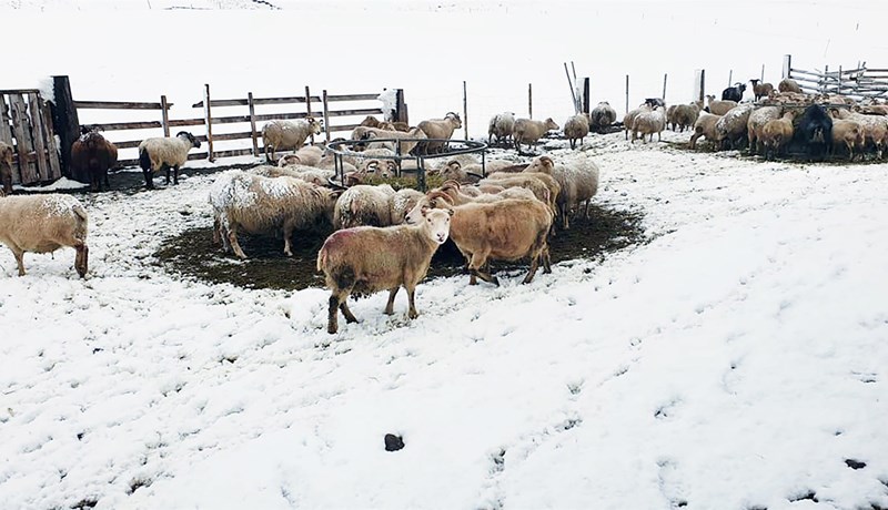 Kuldatíð setur mark sitt á sauðburðinn norðan heiða