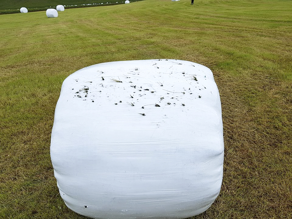 Fuglar valda skemmdum á heyrúllum