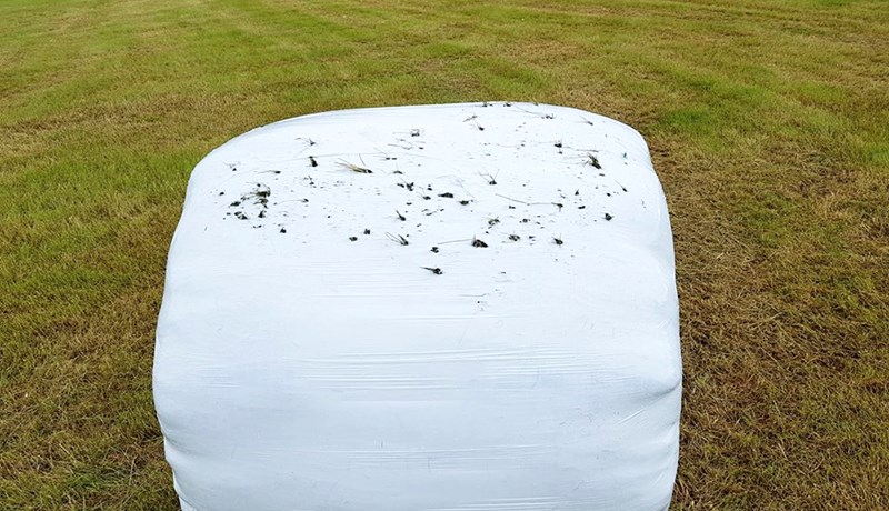 Fuglar valda skemmdum á heyrúllum