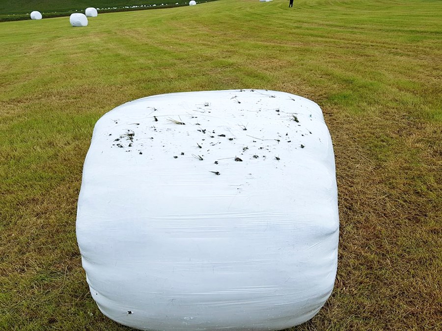 Rúllurnar á Vestri-Reyni undir Akrafjalli eru stórskemmdar eftir mávinn. Kostnaðarsamt er fyrir bændur að endurpakka heyrúllum þegar svona háttar.