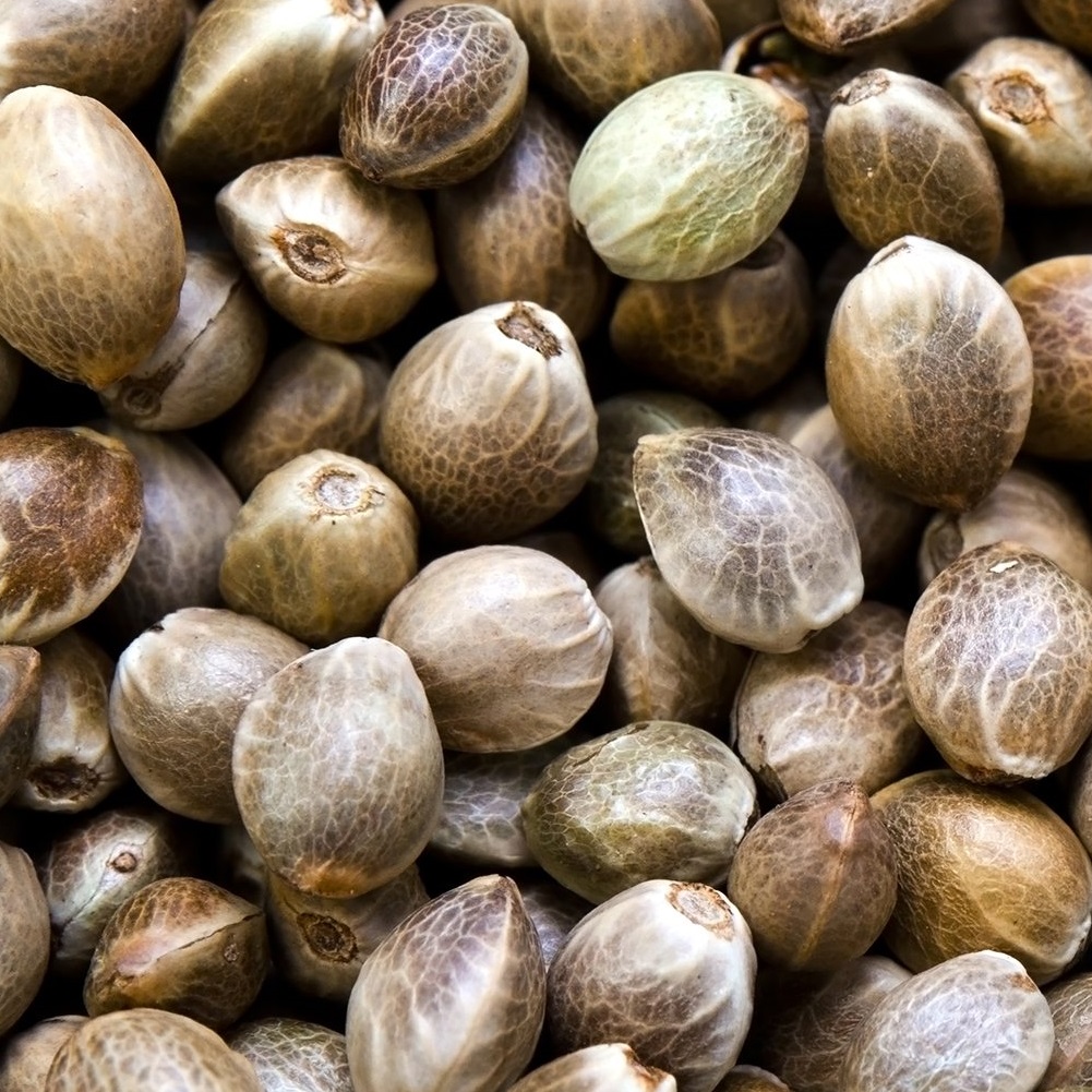 Flytur inn fræ af iðnaðarhampi