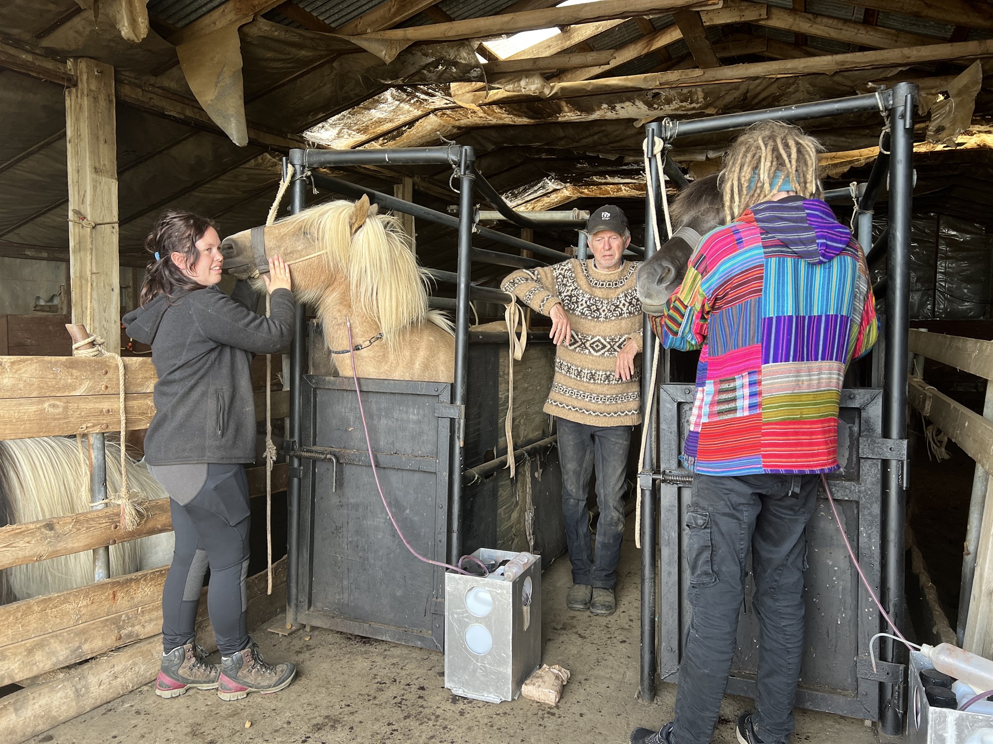 Tamdar til reiðar og notaðar í blóðtöku