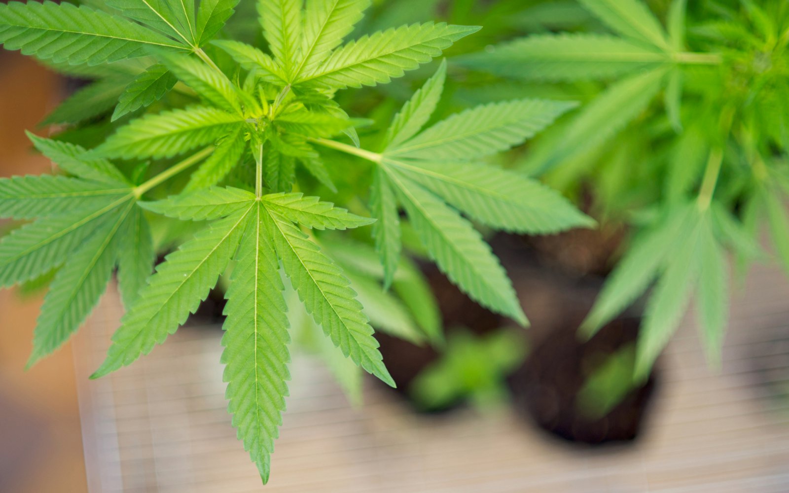 Danskir kannabisbændur