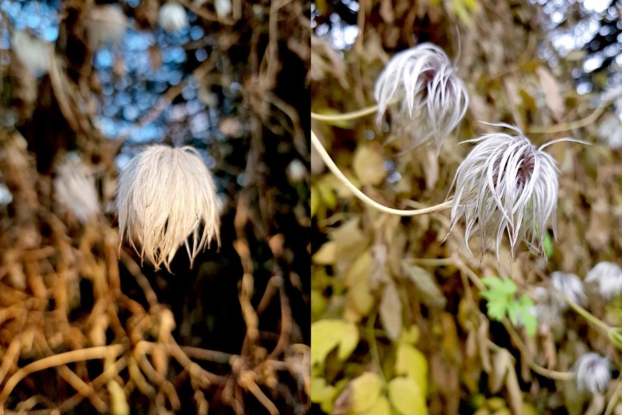 Fíngreiddar hárkollur í nærmynd.