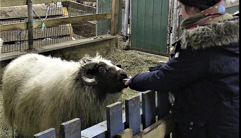 Forystusauðurinn Harrý í beinni á afrétti Grímsnes- og Grafningshrepps
