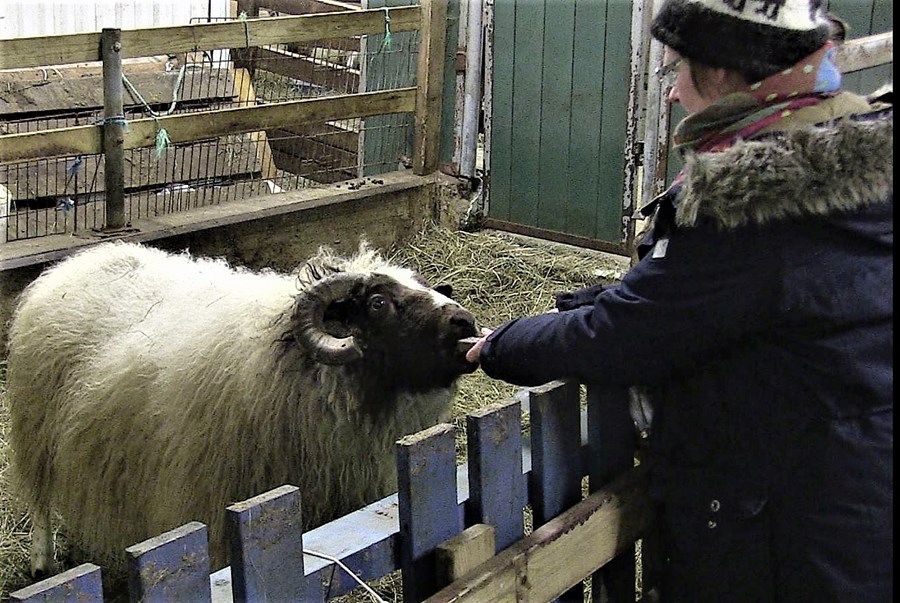 Forystusauðurinn Harrý í beinni á afrétti Grímsnes- og Grafningshrepps