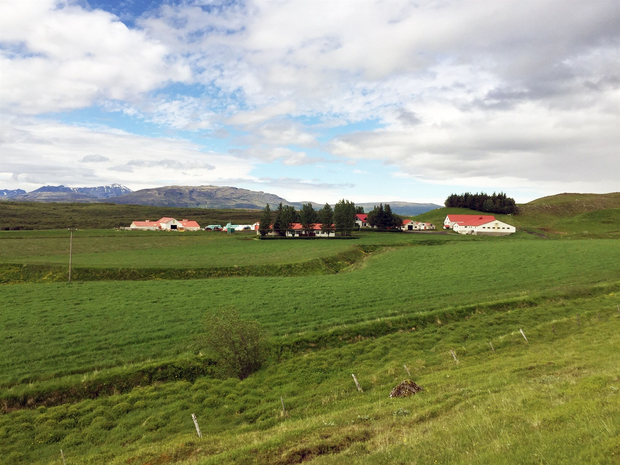 Haukholt 1