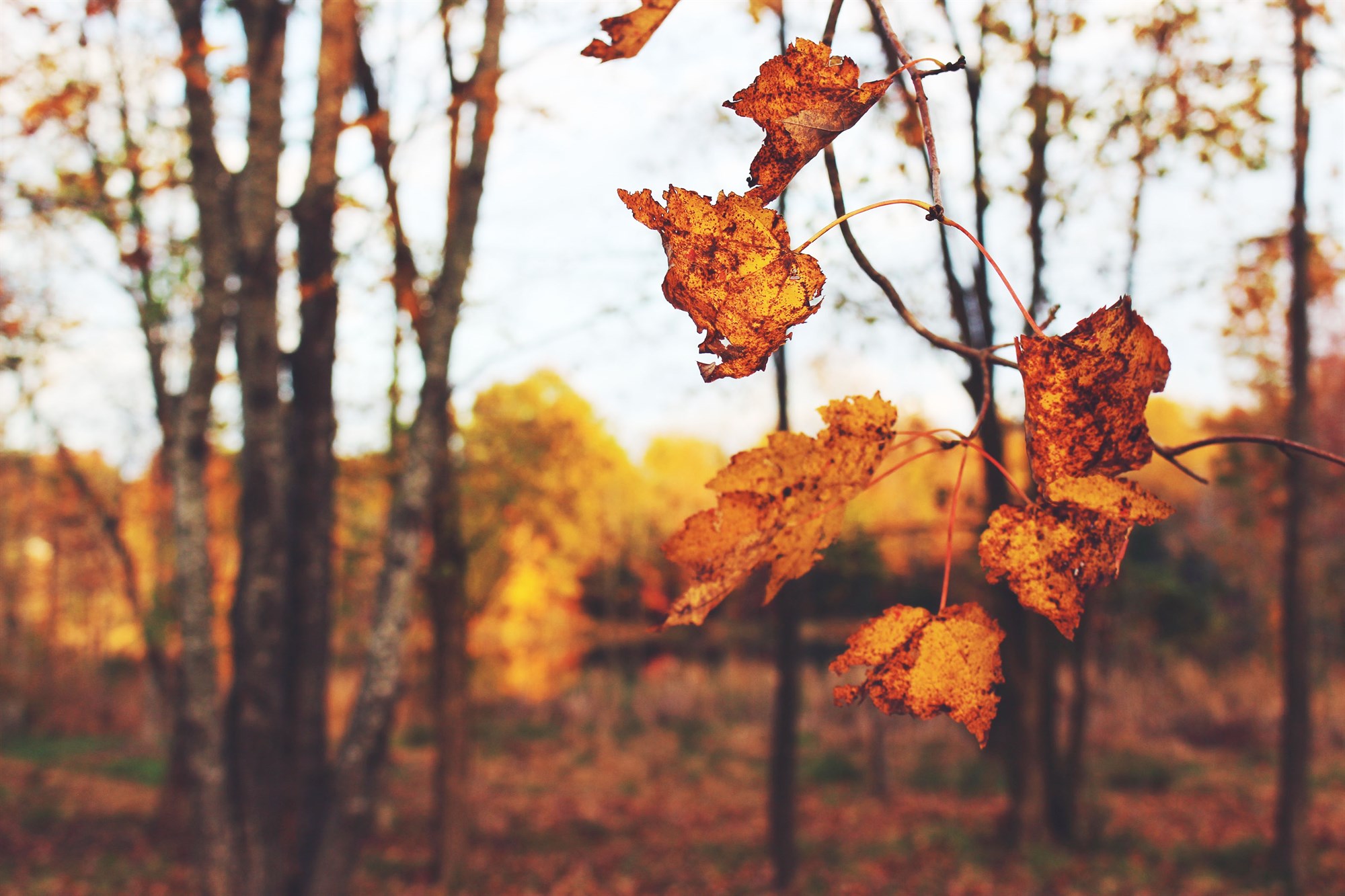 Haustið í allri sinni dýrð