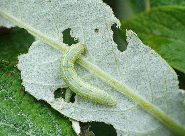 Mikið um skordýraskemmdir á trjágróðri