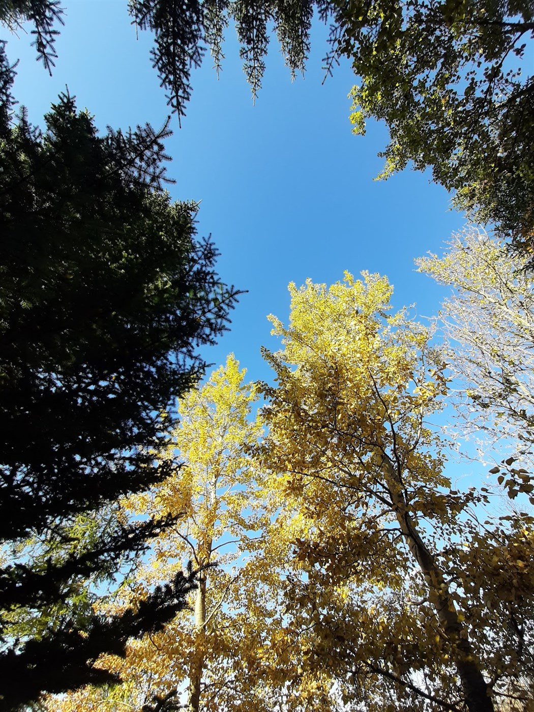 Ástand skóga í meðallagi gott eftir sumarið