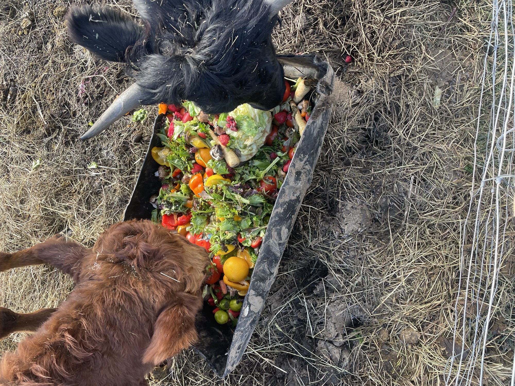 Nautgripir geta nýtt matarleifar og -úrgang