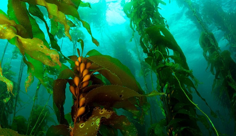 Veiðar stöðvaðar til að vernda þangskóga