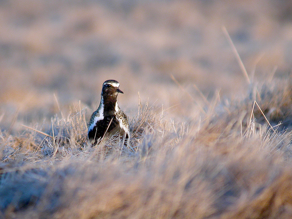 Fræðsluvefur um raddir vorsins