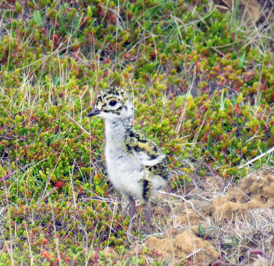 Lóungi. Pedro segir hreiður hafa spillst og ungar króknað.