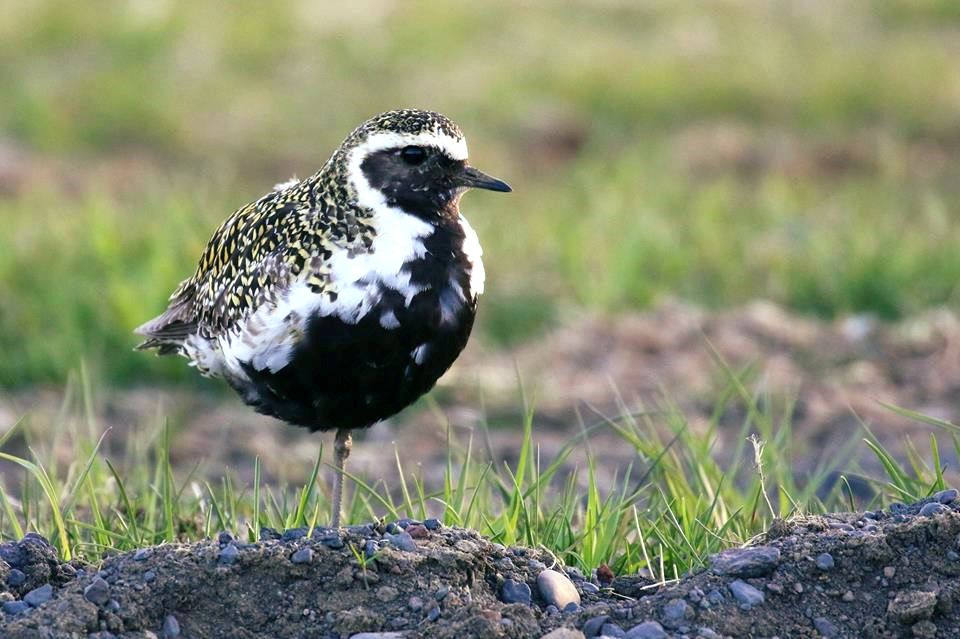 Vaðfuglar víkja fyrir spörfuglum vegna minnkandi sauðfjárbeitar