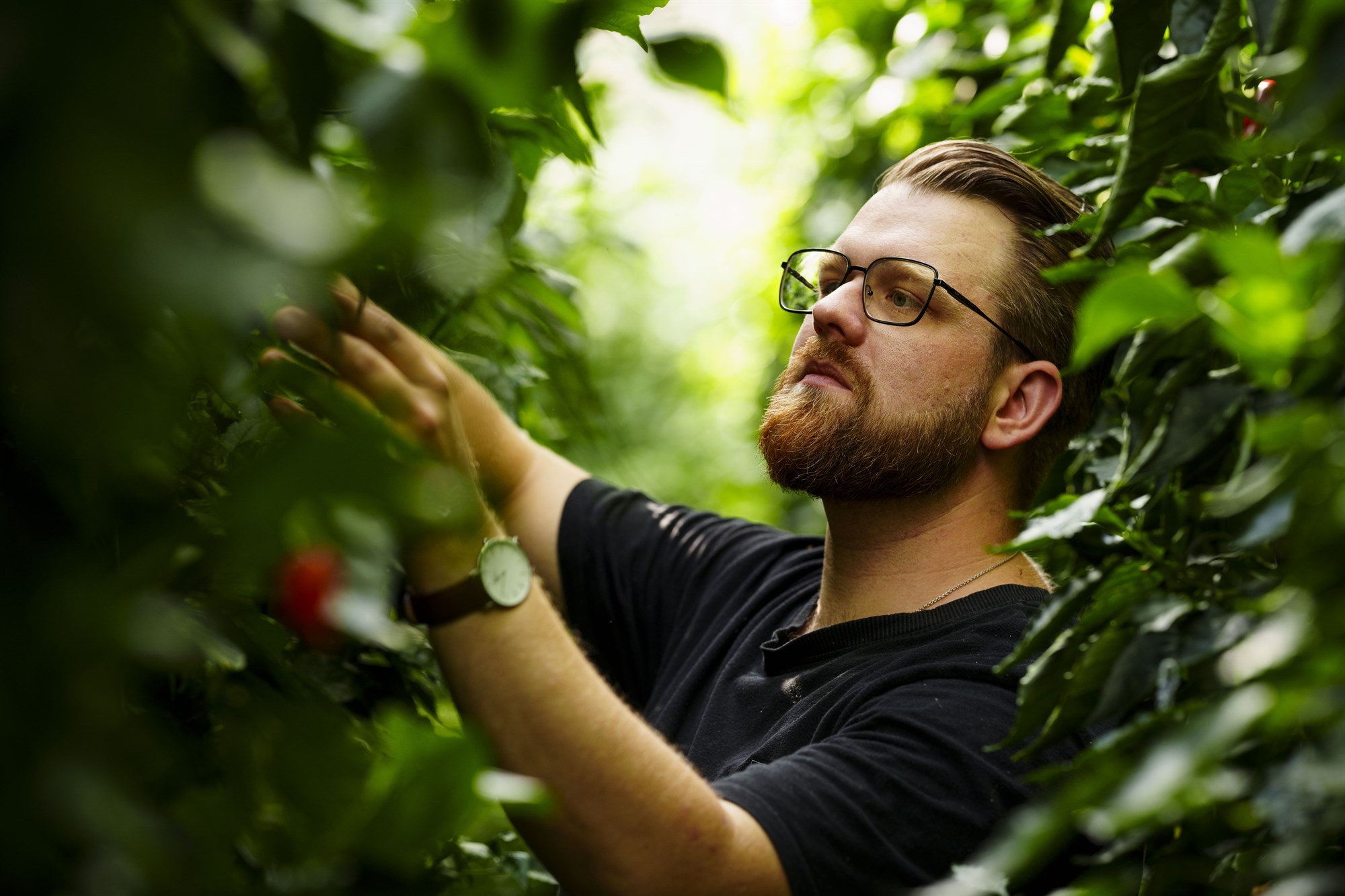 Skrásetja sögu brautryðjenda