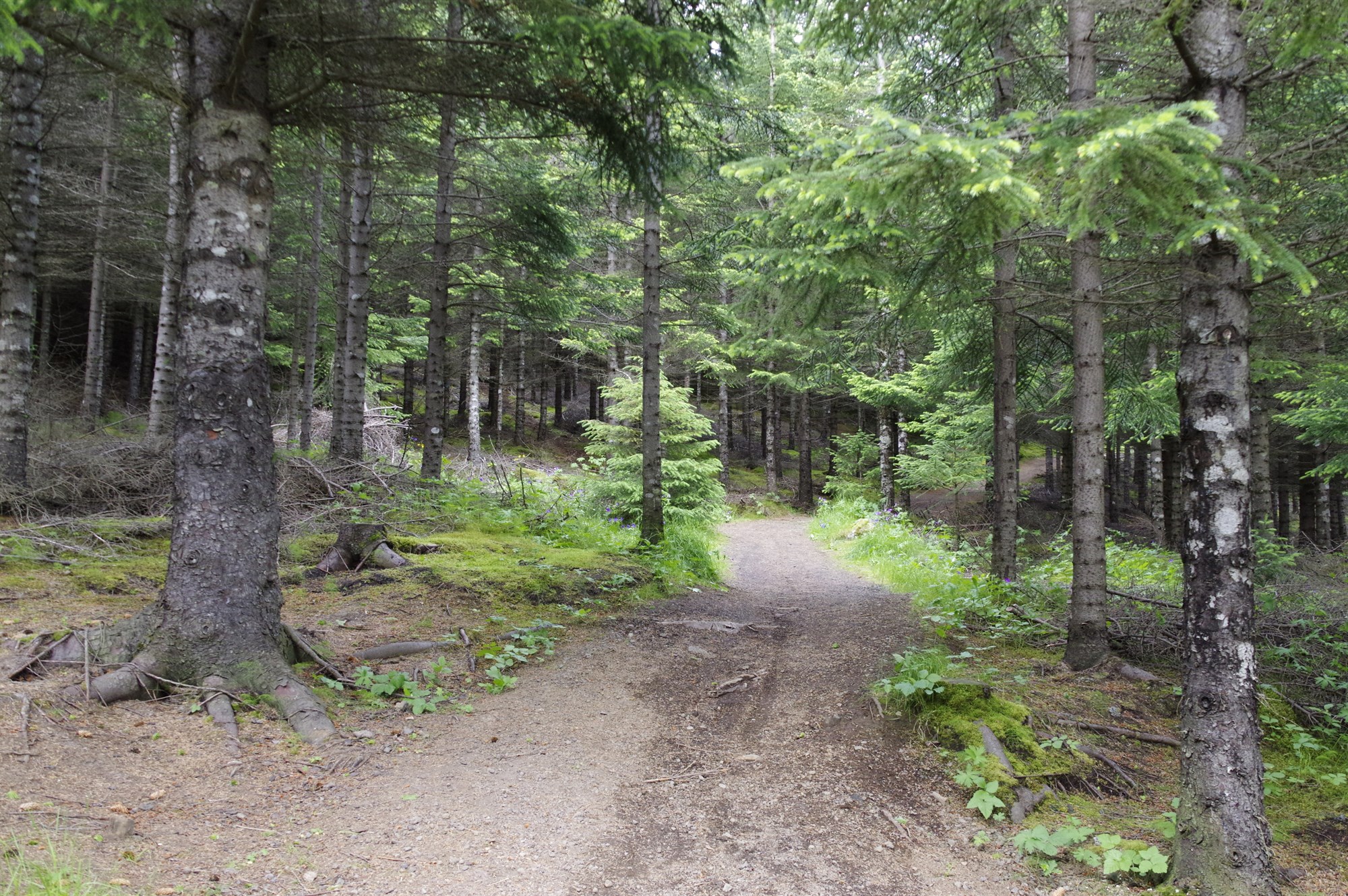 Eru tækifæri í kolefnisbindingu?