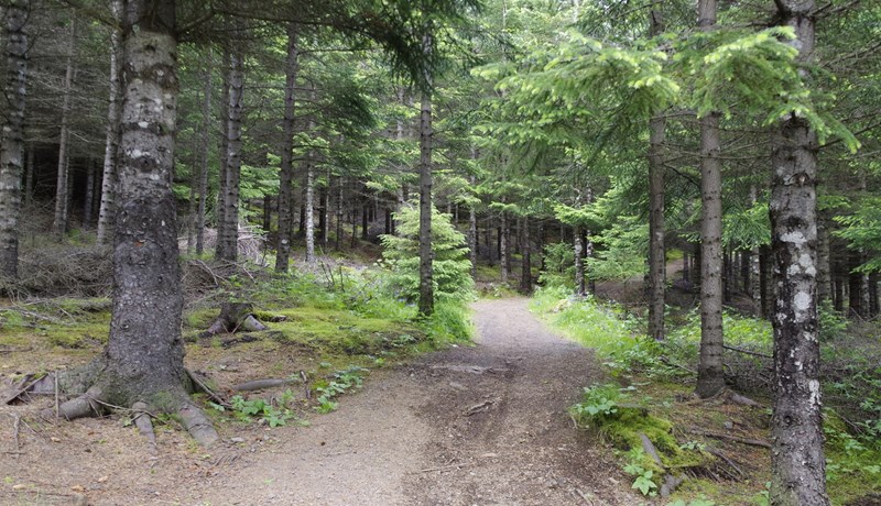 Eru tækifæri í kolefnisbindingu?